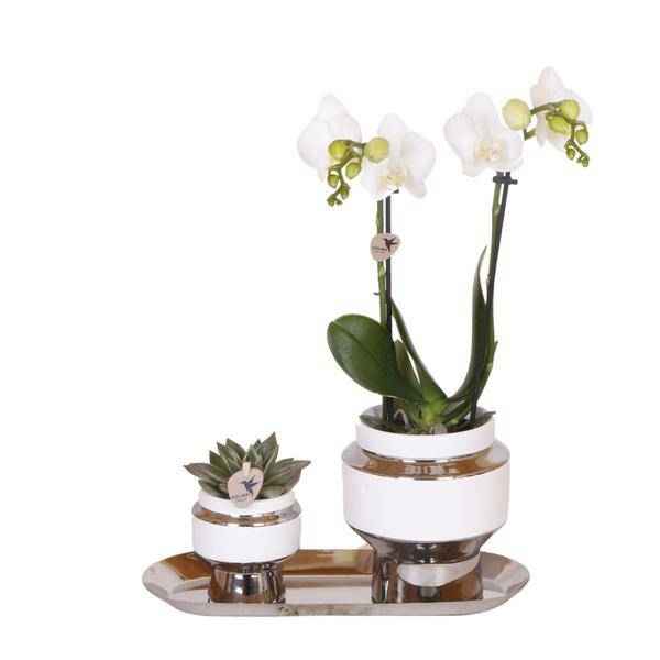 Image of Pflanzenset weiße Orchidee und Sukkulente auf Silbertablett mit 2 glänze – pflegeleichtes Pflanzen Set für Urban Jungle, Fensterbank, Wohnzimmer-0