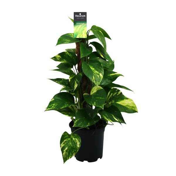 Image of Efeutute Scindapsus Epipremnum – Ø15cm – ↕50cm – Pflegeleichte Rankpflanze & luftreinigende Zimmerpflanze