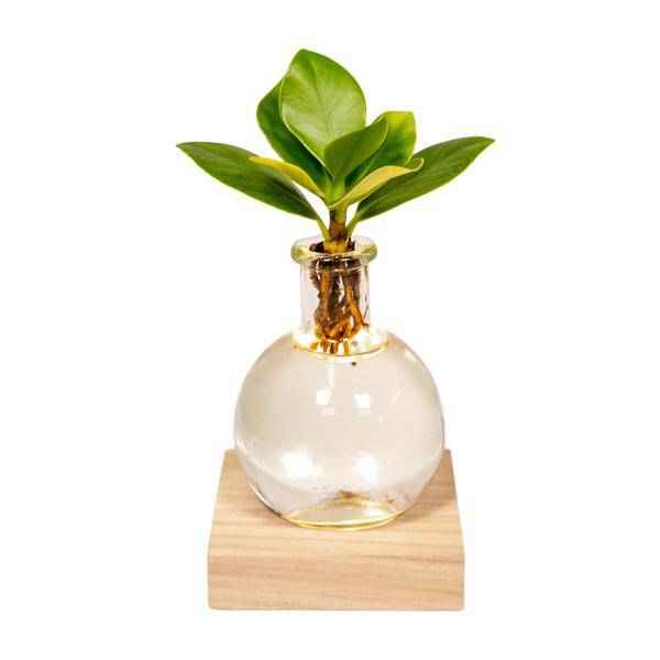 Image of Clusia Hydroponie – Pflanze im Samoa Glas mit LED – Beleuchtung Zimmerpflanze Ø4cm – pflegeleichte Grünpflanze für Wohnzimmer, Büro & helle Standorte-0