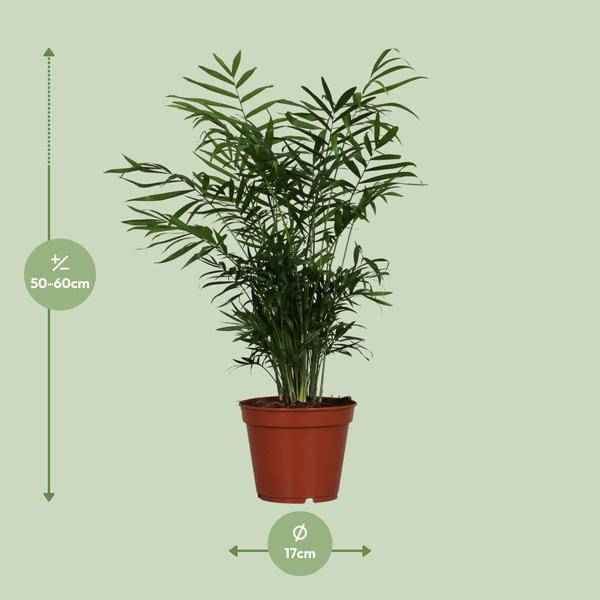 Image of Mexikanische Bergpalme Chamaedorea elegans Zimmerpflanze Ø17cm ↕55cm – tropische Grünpflanze für Wohnzimmer, Büro & helle Standorte kaufen-1