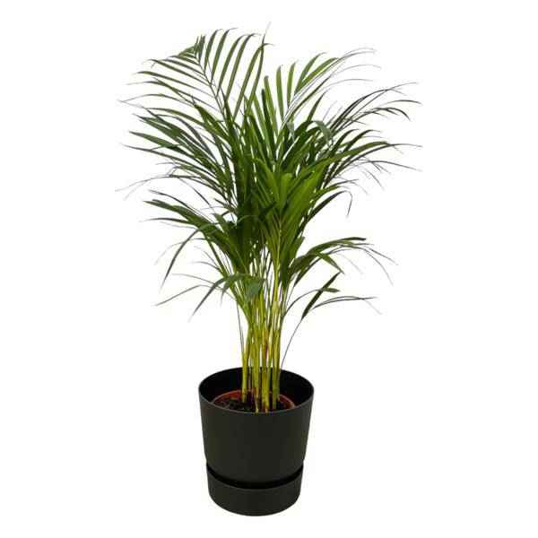 Image of Areca Palme – Betelpalme – ca. 85cm Höhe – Zimmerpflanze luftreinigend – inkl. Schwarzem Blumentopf Ø24xH23 – Pflanztopfgröße Ø19cm