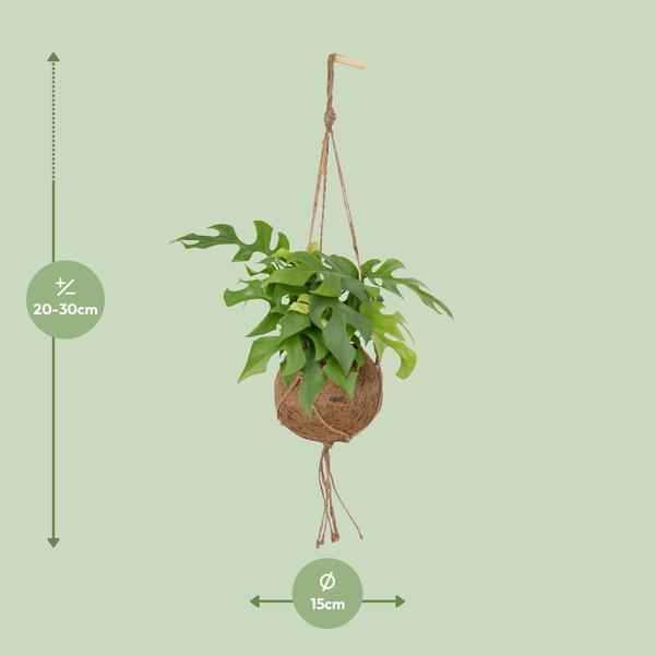Image of Lochpflanze Monstera Minima Zimmerpflanze Ø15cm ↕25cm – pflegeleichte Grünpflanze für Wohnzimmer, Büro & helle Standorte kaufen-1