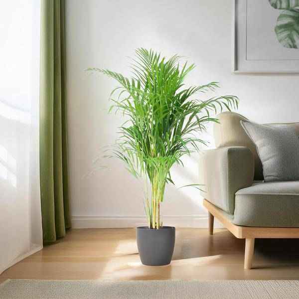 Image of Areca – Palme Dypsis Goldfruchtpalme – Zimmerpflanze ↕100cm Ø21cm – Mit biologisch abbaubarem Viber – Topf Grau