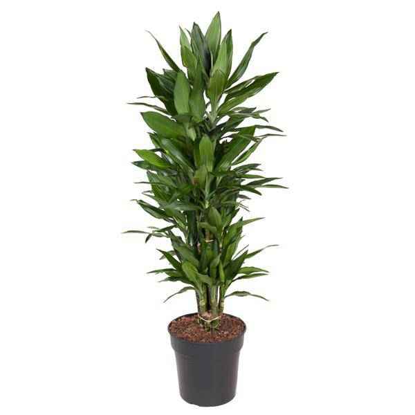 Image of Drachenbaum – Dracaena Janet Lind 110cm – Ø27cm – Elegante Zimmerpflanze mit glänzend dunkelgrünen Blättern-0