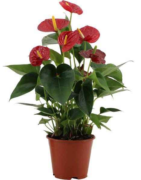 Image of Flamingoblume – Anthurium Success Rot – Zimmerpflanze – Mit transparenter Hülle – Elegante Geschenkidee – Exotische Blüten-0