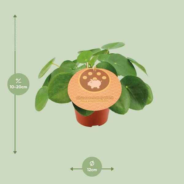 Image of Pilea Peperomioides Chinesischer Geldbaum Zimmerpflanze Ø12cm ↕20cm – pflegeleichte Grünpflanze für Wohnzimmer, Büro & helle Standorte kaufen