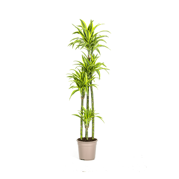 Image of Drachenbaum Dracaena Deremensis Lemon Lime Zimmerpflanze Ø27cm ↕180cm – pflegeleichte Grünpflanze für Wohnzimmer, Büro & helle Standorte kaufen-0