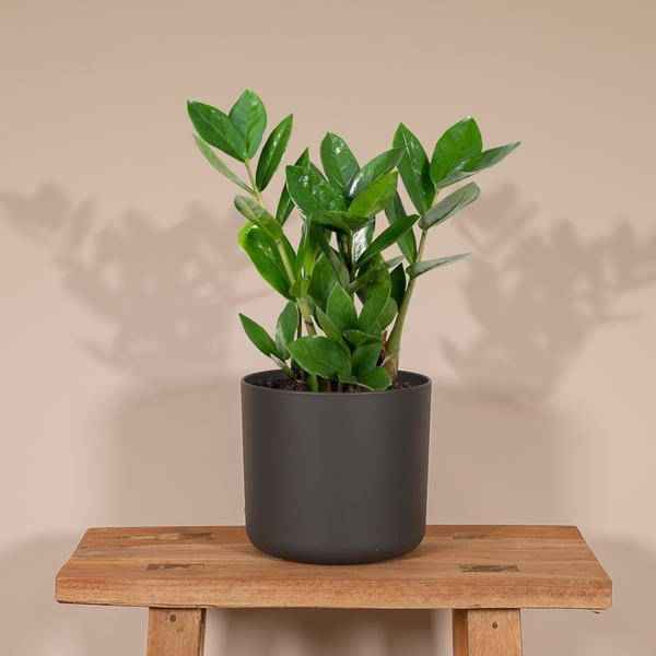 Image of Glücksfeder Zamioculcas – Pflegeleichte Zimmerpflanze – Höhe ca. 35cm – Ø12cm – Immergrün & robust – Für Büro & Wohnung