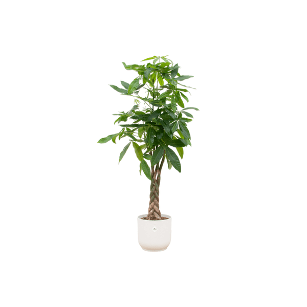 Image of Glückskastanie – Pachira Aquatica – Zimmerpflanze – 150cm hoch – Ø30cm inkl. Vibes Fold Topf Weiß – Exotische Grünpflanze mit geflochtenem Stamm-0