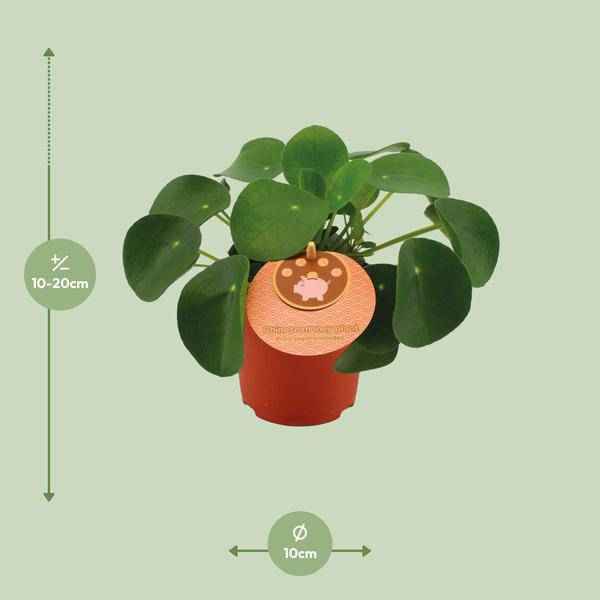 Image of Pilea Peperomioides – Chinesischer Geldbaum – Ø11cm – ↕15cm – Zimmerpflanze mit runden Blättern – Pflegeleicht & dekorativ – Glücks