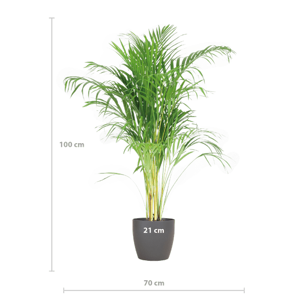 Image of Areca – Palme Dypsis Goldfruchtpalme – Zimmerpflanze ↕100cm Ø21cm – Mit biologisch abbaubarem Viber – Topf Grau