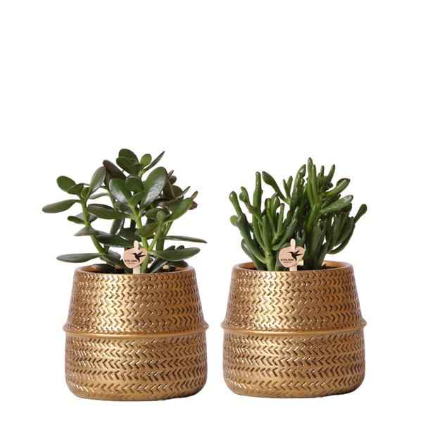 Image of Sukkulenten 2er – Set in goldenen Rillen – Keramiktöpfen – Ø9cm – Pflegeleichte Crassula Ovata & Crassula Hobbit – Zimmerpflanzen für Zuhause & Büro