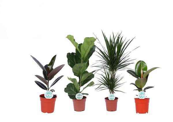 Image of Grüner Mix Lopez – 4 Zimmerpflanzen – Ø17cm – Höhe 55-75cm – Pflegeleichte Pflanzen im Set – Raumbegrünung für Zuhause & Büro