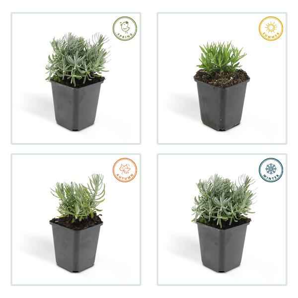 Image of Lavandula angustifolia Hidcote – Lavendel – Reich blühend – ↕10-25cm – Ø9cm – 60 Pflanzen – Pflegeleicht & sonnig – Für Garten, Beete & Balkon-4