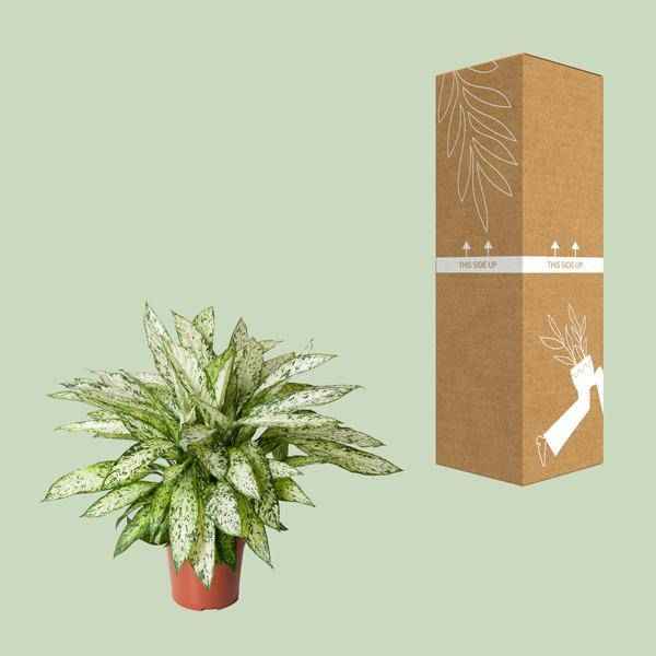 Image of Dieffenbachie Vesuvius Zimmerpflanze Ø27cm ↕80cm – pflegeleichte Grünpflanze für Wohnzimmer, Büro & helle Standorte kaufen-2