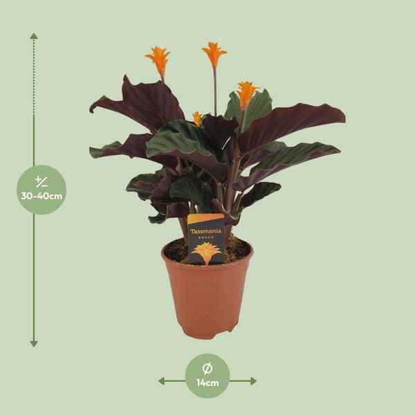 Image of Safran – Korbmarante – Calathea Crocata – Ø14cm – ca. 40cm hoch – Exotische Zimmerpflanze mit auffälligem Blattmuster