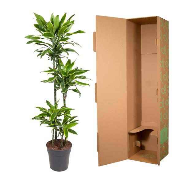 Image of Drachenbaum Zimmerpflanze Ø27cm ↕140cm – pflegeleichte Grünpflanze für Wohnzimmer, Büro & helle Standorte kaufen
