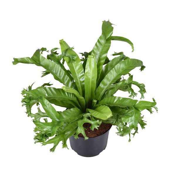 Image of Nestfarn Asplenium nidus Crissie Zimmerpflanze Ø23cm ↕55cm – pflegeleichte Grünpflanze für Wohnzimmer, Büro & helle Standorte kaufen-0