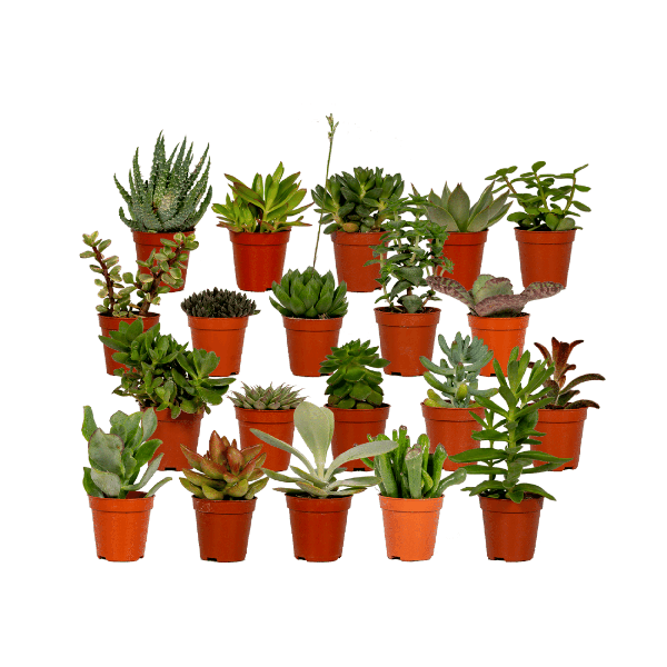 Image of Sukkulenten Mix – 10 Pflanzen – Verschiedene Arten – Aloe Vera, Echeveria, Kalanchoe, Sedum – Zimmerpflanzen im Topf – Ø5,5cm – ↕7cm-5