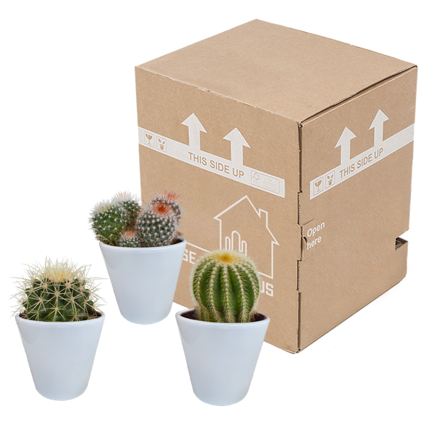 Image of Kakteen Mix 3 Pflanzen Ø8,5cm – pflegeleichtes Pflanzen Set für Urban Jungle, Fensterbank, Wohnzimmer & Büro-2