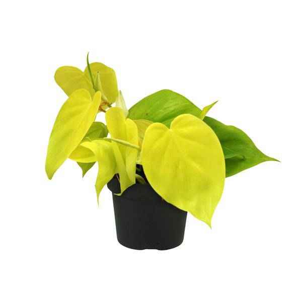 Image of Baumfreund Philodendron Lime – Ø12cm – ↕20cm – Pflegeleichte Zimmerpflanze mit leuchtend grünen Blättern – Tropische Grünpflanze für Wohnzimmer, Büro & Schlafzimmer-0