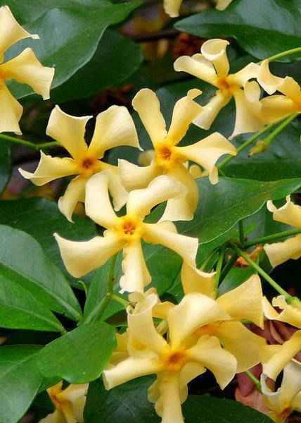 Image of Sternjasmin Trachelospermum 'Star of Toskana' – Gelb – Immergrüne Kletterpflanze – ca. 65cm Höhe – Duftender mediterraner Jasmin für Terrasse & Balkon-1