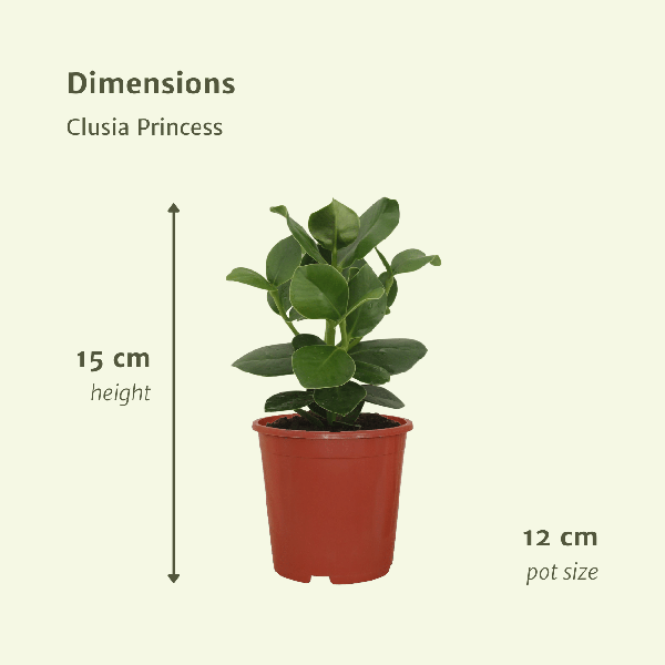 Image of Signaturbaum Clusia Princess Zimmerpflanze Ø12cm ↕15cm – pflegeleichte Grünpflanze für Wohnzimmer, Büro & helle Standorte kaufen-3