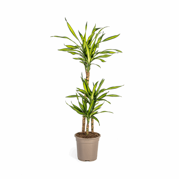 Image of Drachenbaum Dracaena deremensis Rikki 90-110cm 21cm Zimmerpflanze pflegeleicht grüne Blattpflanze für Wohnzimmer Büro Flur moderne große Grünpflanze-0