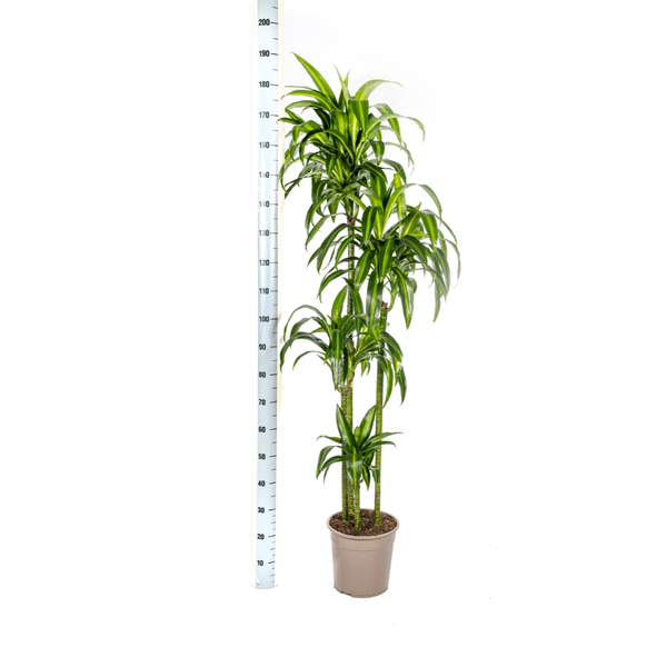 Image of Drachenbaum Dracaena Deremensis Hawaiian Sunshine – Zimmerpflanze – Ø27cm – Höhe 180cm – Tropischer Look & pflegeleicht
