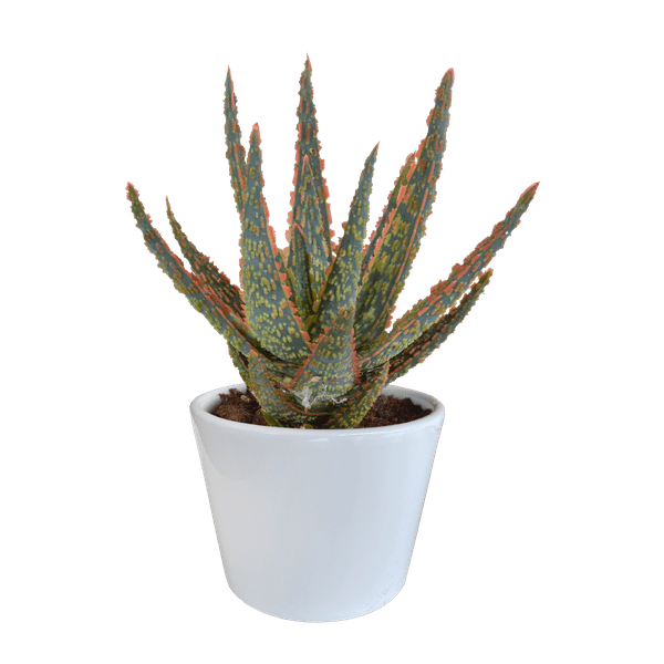 Image of Aloe Zebrina Dannyz – Ø10,5cm Zimmerpflanze im weißen Topf – Sukkulente mit sternförmigen Blättern & orangefarbenen Akzenten-0