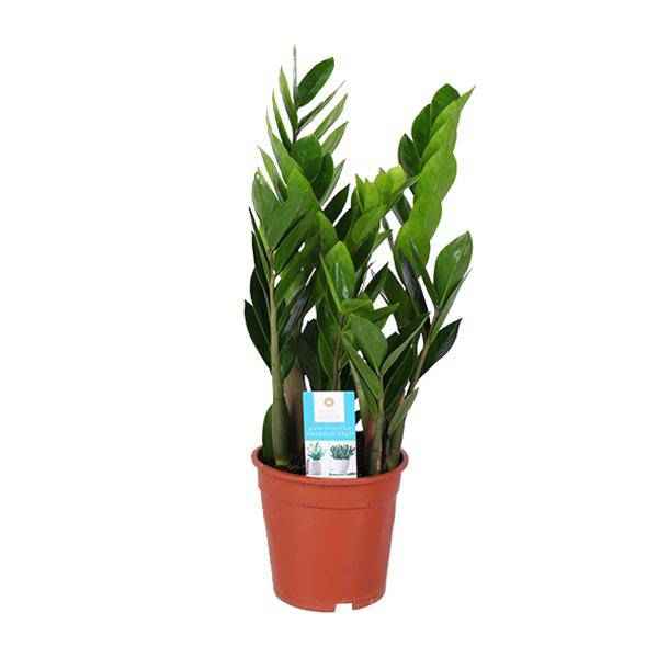 Image of Glücksfeder – Zamioculcas Zamiifolia – Ø17cm – ca. 60cm hoch – pflegeleichte Zimmerpflanze für halbschattige Standorte – luftreinigende Grünpflanze-0