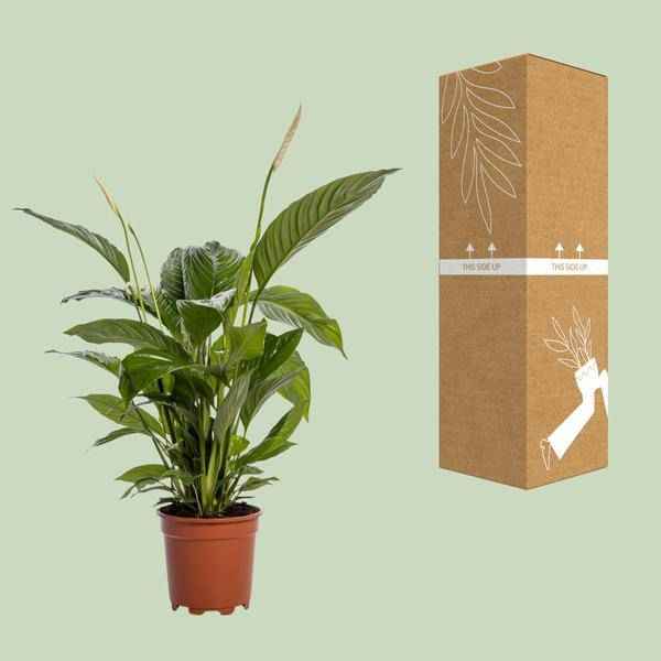 Image of Einblatt – Spathiphyllum Bingo Cupido – Zimmerpflanze – Ø19cm – ↕80cm – Friedenslilie mit weißen Blüten – Pflegeleichte & luftreinigende Grünpflanze-2