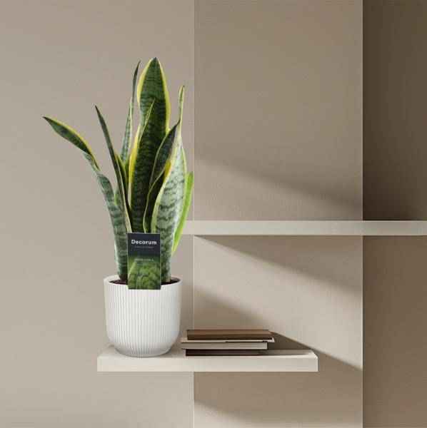 Image of Sansevieria Laurentii – Bogenhanf – Zimmerpflanze – Pflegeleichte Grünpflanze – Luftreinigend – Exotische Blattschmuckpflanze – Ø12cm – ↕45cm