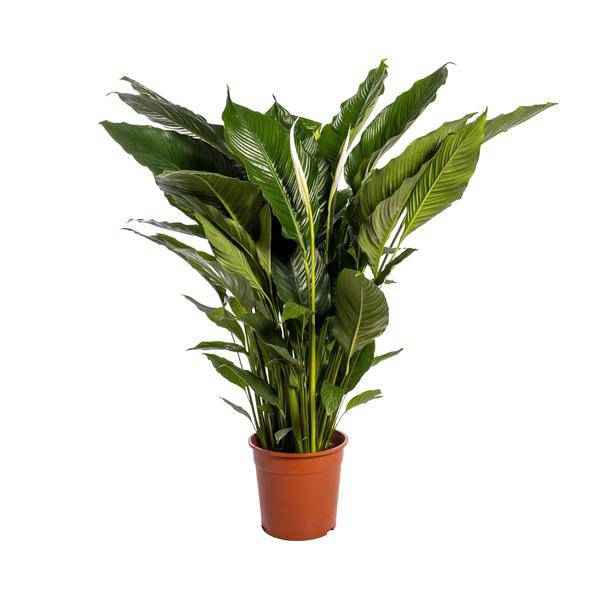 Image of Einblatt Spathiphyllum Sweet Sebastiano Blanco – Ø24cm – ↕110cm – Pflegeleichte Friedenslilie mit weißen Blüten-0