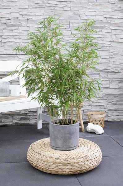 Image of Schirmbambus Fargesia rufa Ø23cm ↕80cm – hochwertiges Produkt für Pflanzen, Garten, Zuhause, Dekoration & moderne Einrichtung-4