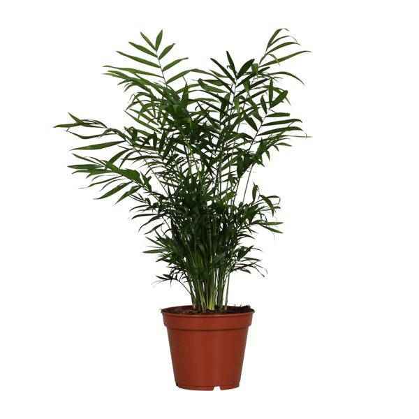 Image of Mexikanische Bergpalme Chamaedorea elegans Zimmerpflanze Ø17cm ↕55cm – tropische Grünpflanze für Wohnzimmer, Büro & helle Standorte kaufen-0