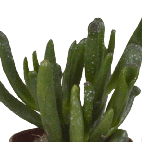 Image of Sukkulenten Mix – 5 Pflanzen – Ø5,5cm – Bunte Zimmerpflanzen Mischung – Pflegeleichte & dekorative Mini Sukkulenten direkt vom Züchter-3