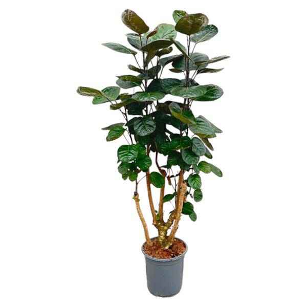 Image of Fiederaralie – Polyscias Fabian – Zimmerpflanze – 130cm – Ø24cm – Elegante Grünpflanze mit runden Blättern-0