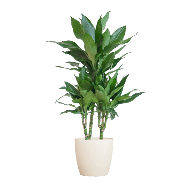Image of Dracaena Janet Lind 95cm – Drachenbaum Zimmerpflanze Ø21cm im weißen Viber Topf – pflegeleichte luftreinigende Grünpflanze für Wohnzimmer und Büro-0