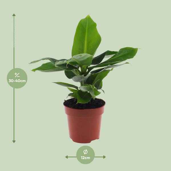 Image of Bananenbaum Musa Oriental Dwarf Zwergbanane – Zimmerpflanze – Ø12cm 35cm Höhe – tropisch & pflegeleicht