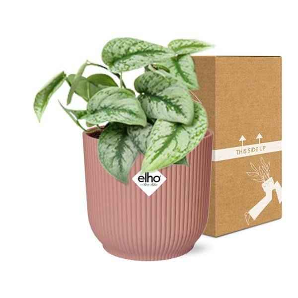Image of Efeutute Scindapsus Pictus Trebie Zimmerpflanze Ø12cm Ø14cm – pflegeleichte Grünpflanze für Wohnzimmer, Büro & helle Standorte kaufen-2