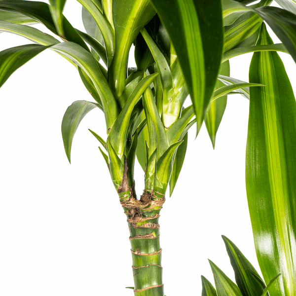 Image of Dracaena Deremensis Hawaiian Sunshine – Drachenbaum – Ø24cm – ↕130-150cm – Tropische Zimmerpflanze mit gelb – grünen Blättern-2
