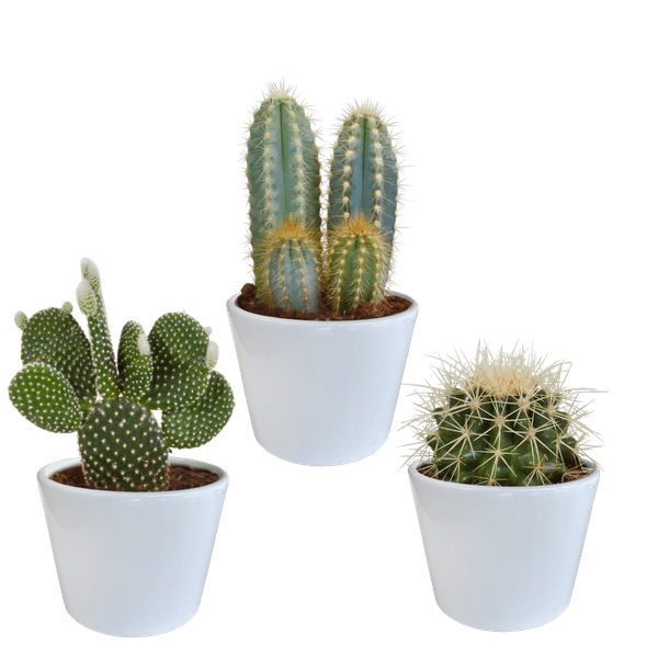 Image of Sukkulenten & Kakteen Mix 3 Pflanzen Ø10,5cm – pflegeleichtes Pflanzen Set für Urban Jungle, Fensterbank, Wohnzimmer & Büro-0