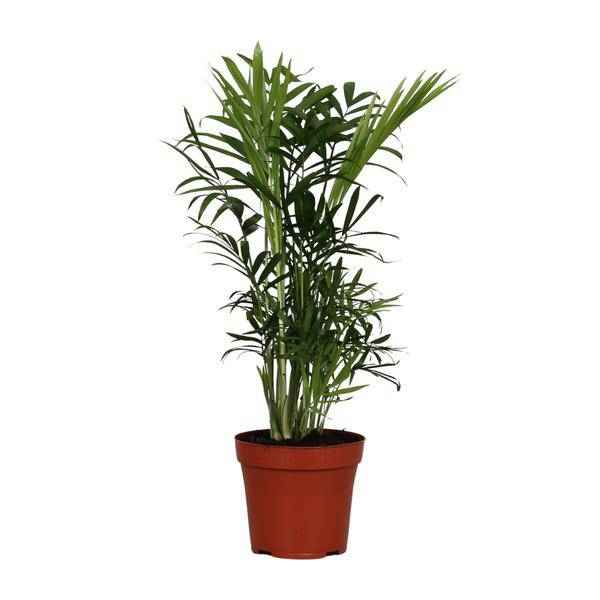 Image of Mexikanische Bergpalme Chamaedorea Elegans Zimmerpflanze Ø12cm ↕40cm – tropische Grünpflanze für Wohnzimmer, Büro & helle Standorte kaufen-0