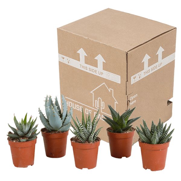 Image of Sukkulenten Mix Gasteria & Haworthia – 5 Pflanzen – Ø5,5cm Zimmerpflanzen – Verschiedene Mini – Sukkulenten-2