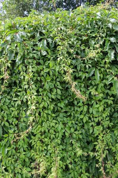 Image of Wilder Wein Parthenocissus quinquefolia ‘Engelmannii’ Kletterpflanze Ø15cm ↕65cm – winterharte Pflanze für Garten, Balkon, Terrasse, Kübel & Beet