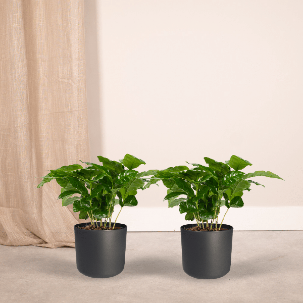 Image of Kaffeepflanze – Coffea Arabica – Zimmerpflanze – Ø12cm – ca. 25cm hoch – 2 Pflanzen – exotische Pflanze mit glänzenden Blättern-1