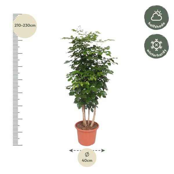 Image of Trompetenbaum – Radermachera Hainanensis – Zimmerpflanze 190cm – Ø34cm – Immergrüne Grünpflanze mit glänzenden Blättern