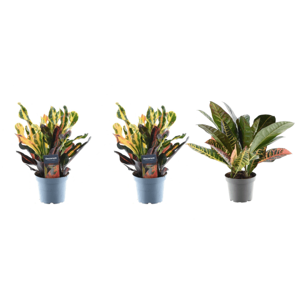 Image of Croton Codiaeum Mix – 3 Pflanzen im Set – Wunderstrauch – Bunte Zimmerpflanzen – Exotische Blattschmuckpflanzen – Ø12cm – ↕30cm
