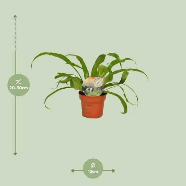 Image of Nestfarn Asplenium Antiquum – Zimmerpflanze – Ø12cm – ↕30cm – Nierenfarn mit eleganten Wedeln-1